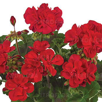 Trendix Dark Green True Dark Red