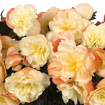I'CONIA Aroma Peach