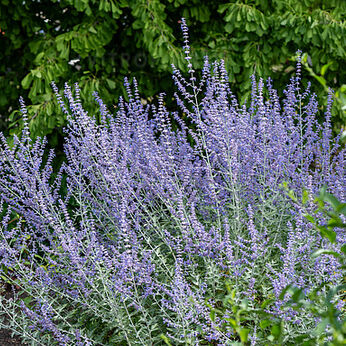 Russian Sage