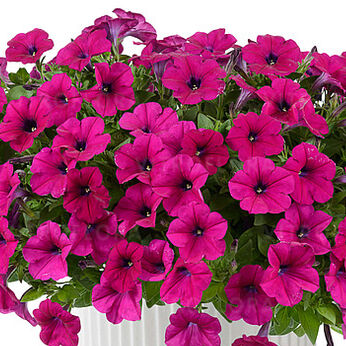 Capella Burgundy