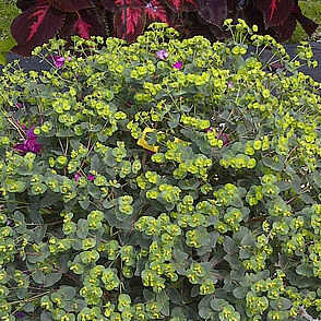 Purpurea