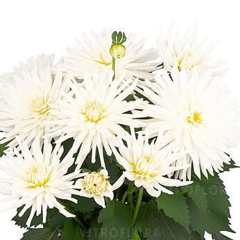 XXL Cactus White