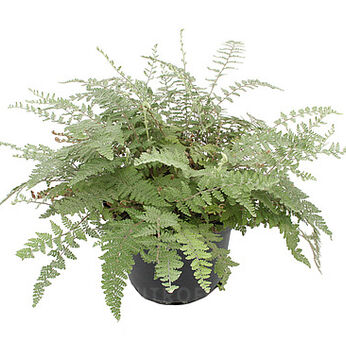 Cheilanthes lanosa