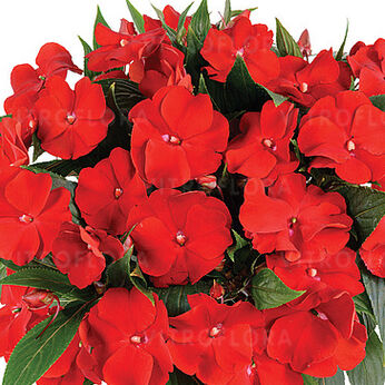 Harmony Bold Red