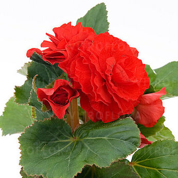 Fortune Scarlet Red