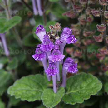 Scutellaria indica var. parviflora