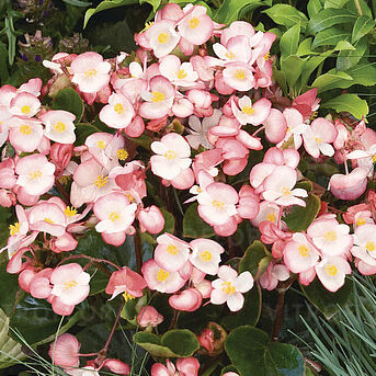 Milet Olympia Bicolor