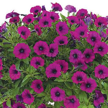 Littletunia Shiraz