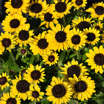 Littlebeckia™ Yellow