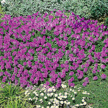 Homestead Purple