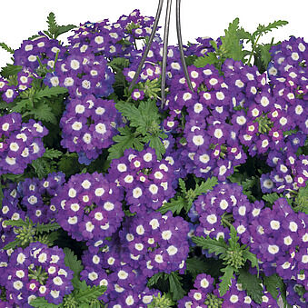 Empress™ Sun Dark Blue