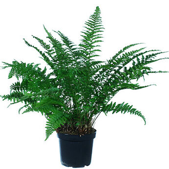Dryopteris filix-mas Barnesii