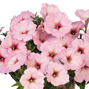 Potunia™ Bubblegum