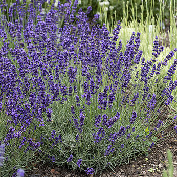 Hidcote