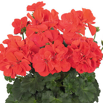 Santana Fire