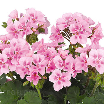 Sarita Pink Splash