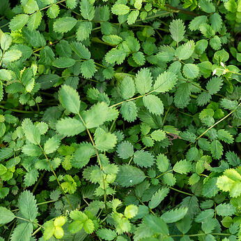 Acaena microphylla