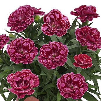 Arabella Picotee