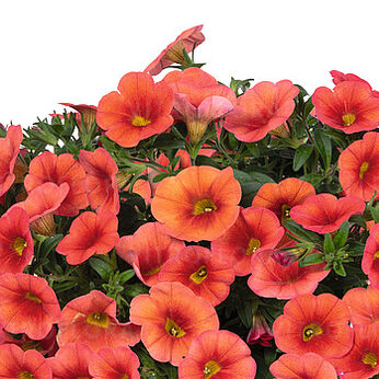 Aloha Kona Orange