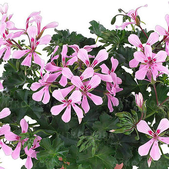 Grand Idols Pink