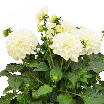 Labella® Maggiore White
