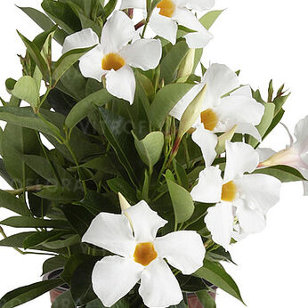 Flordenia Plus White
