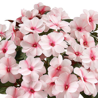 Harmony Candy Cream
