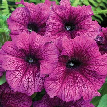 Festival Plum