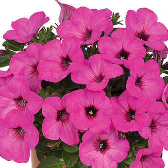 Potunia™ Pinkalicious