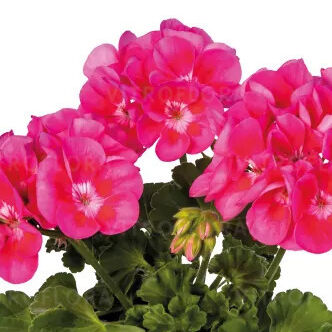 Classic Candy Rose with Blotch