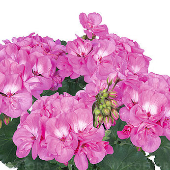 Savannah™ True Pink