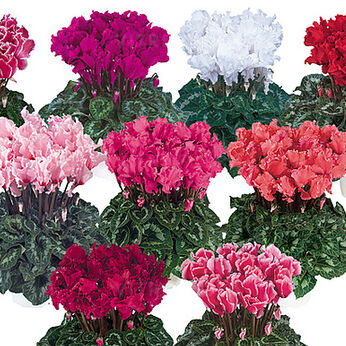 Halios Curly® Melange Precoce 2582 (Early Mix Evolution)