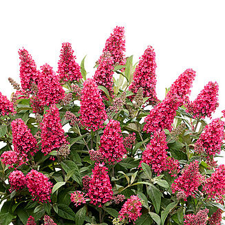 Butterfly Candy Little Bubblegum