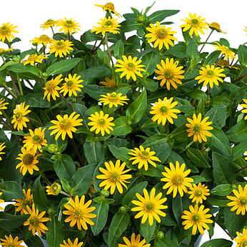 Talya Great Yellow