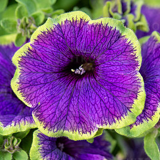 Pizzazz Indigo