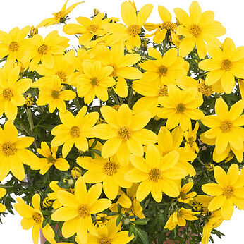 Bidy Boom Yellow Big