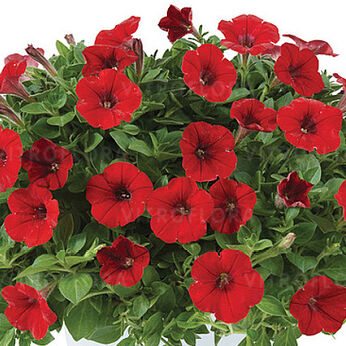 Littletunia Bright Red