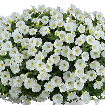 Littletunia White Grace