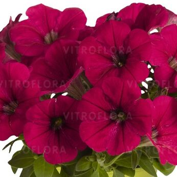 Potunia™ Neon