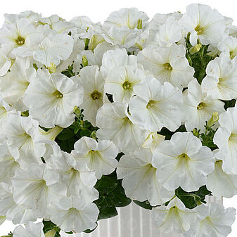Capella White Imp.