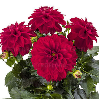 Labella® Medio Red