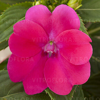 SunPatiens® Magenta