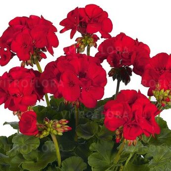 Survivor Idols® Dark Red