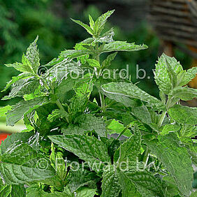 Mentha piperita
