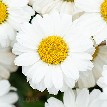 Sweet Daisy™ Jane