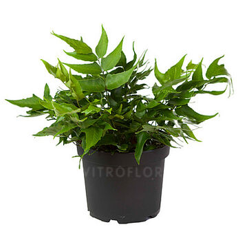 Cyrtomium caryotideum