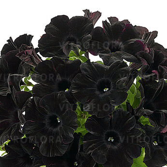 Space Black