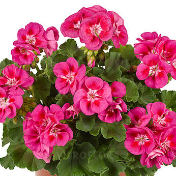 Trendix Sweet Pink Eye
