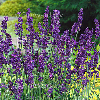 Lavandula angustifolia Vera