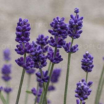 Blue Scent 